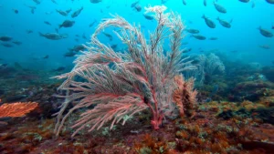 Sea Fan