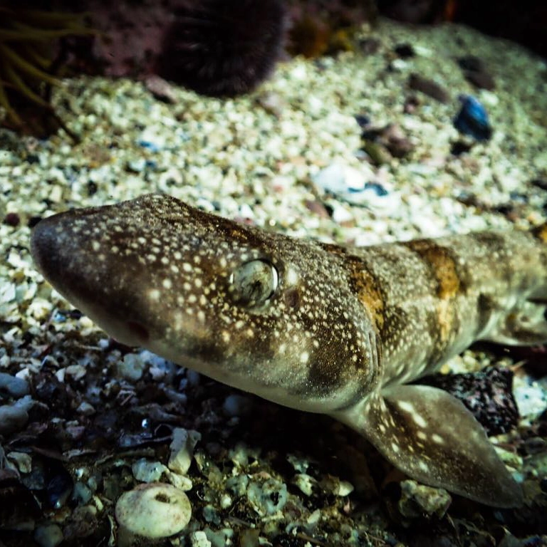 Puffadder Shyshark