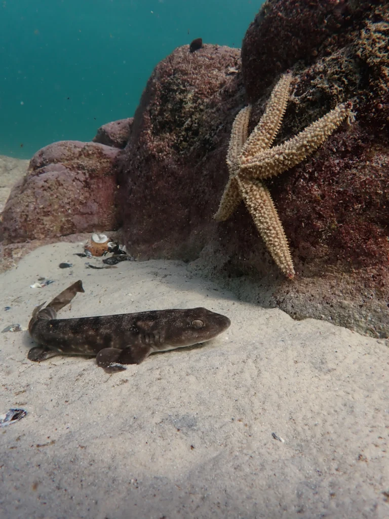 Puffadder Shyshark